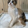 4兄弟いつも支えあってここまで来ました！甘猫くるみ サムネイル5