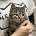 ★可愛いお顔★3ヶ月子猫★甘えん坊の女の子★