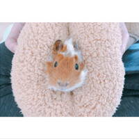 ひめくん