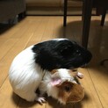 モルモット 2匹を引き取ってくれる方