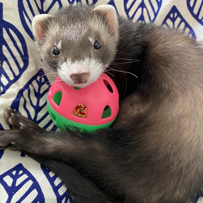 もかこたのカバー写真