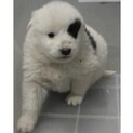 里親様に迎えられました。子犬♂282