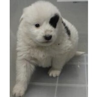 里親様に迎えられました。子犬♂282