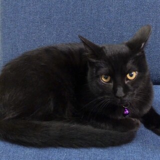 黒猫キラくん