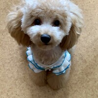 ソルト