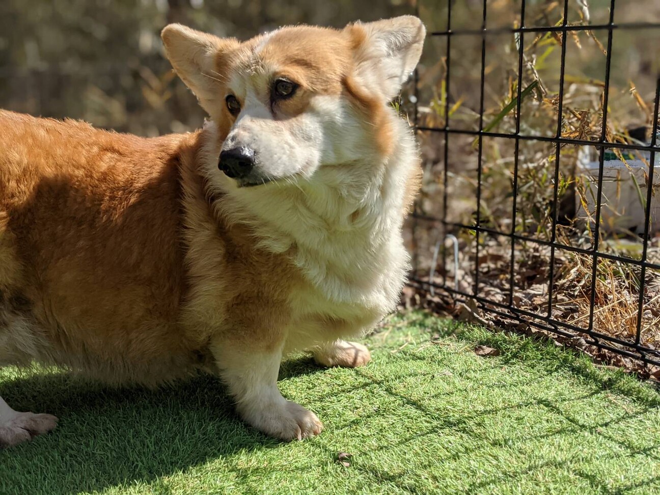 元チャンピオンの女の子 栃木県 犬の里親募集 ペットのおうち 月間利用者150万人