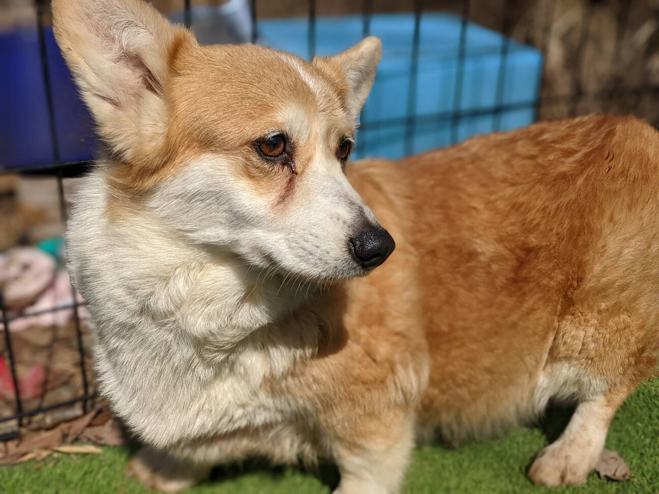 元チャンピオンの女の子 栃木県 犬の里親募集 ペットのおうち 月間利用者150万人