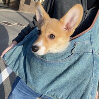 ぽんた