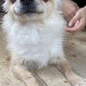 チワワ男の子