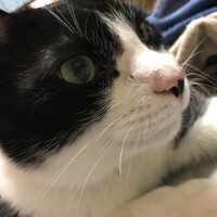 ココ