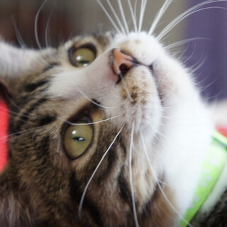 心優しい子、ガッパーナ君。６ヶ月の男の子です。