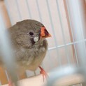 キンカチョウ