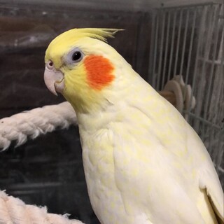 オカメインコ ルチノー