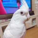 オカメインコ2羽