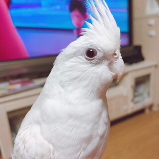 オカメインコ2羽