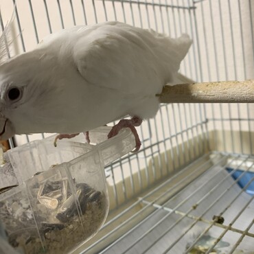 マシロちゃんヒマワリが好きそう。フンも元に戻りよるし体重も少し増えて87gなってます。