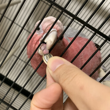 ヒマワリ大好きノアちゃんは頂戴の表現するのが足上げです。