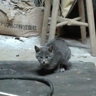 片足がない猫ちゃん