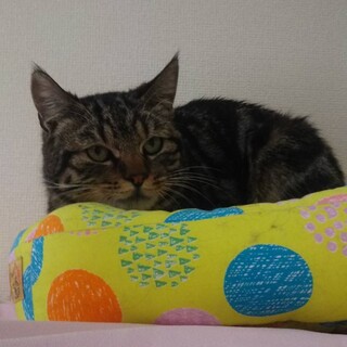 【3/14東銀座】ハッピーくん2歳弱♪