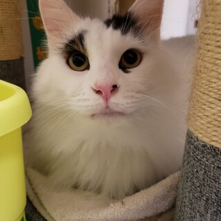 長毛ふわふわ、愛嬌のあるオス猫、家族募集中です！
