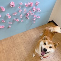 おもち