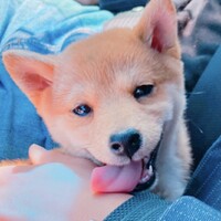 きなこ