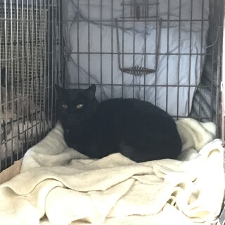 黒猫メス　母親