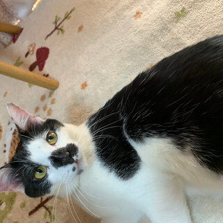 コアラのお鼻☆レビンくん