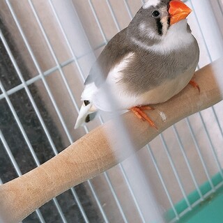 キンカチョウ ヨーロッパ十姉妹