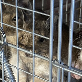 デグーの女の子2ヵ月交渉中