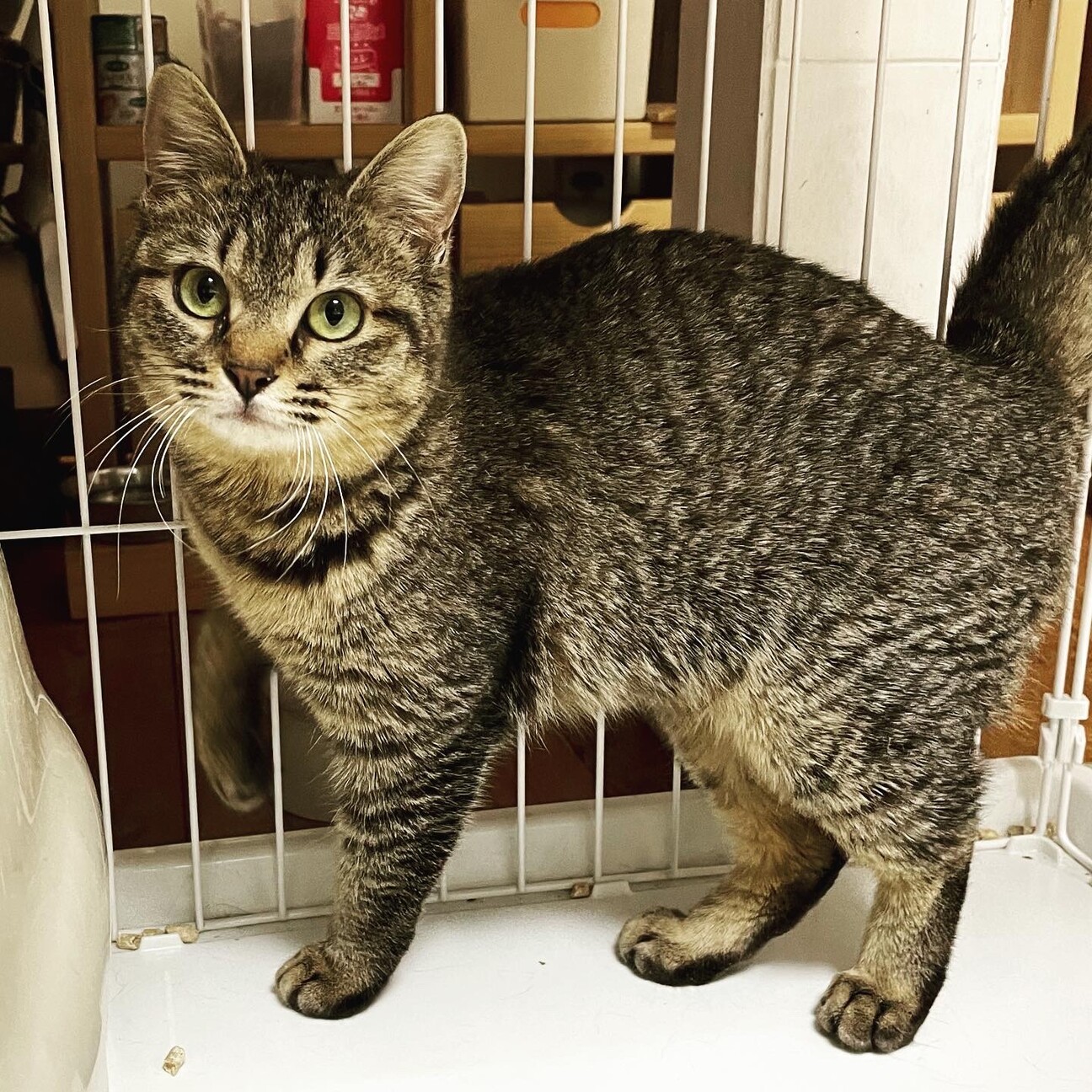 8ヶ月キジトラ女の子 東京都 猫の里親募集 ペットのおうち 月間利用者150万人