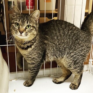 8ヶ月キジトラ女の子