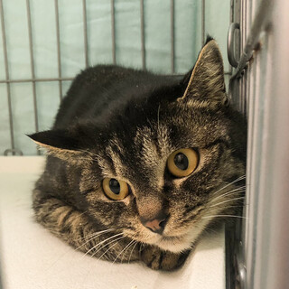 助けてください❗️幸せになりたい美猫なキジトラ女子