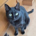 【小太郎♀】キレイな黒猫。穏やかな女の子