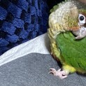 ウロコインコ