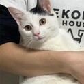 ★ロンくん★6ヶ月子猫★人馴れ抜群の男の子★