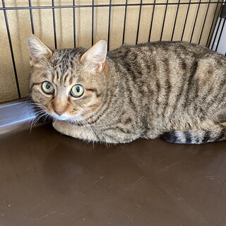 シャイな性格なのに慣れるとゴロ猫に変身！グリちゃん