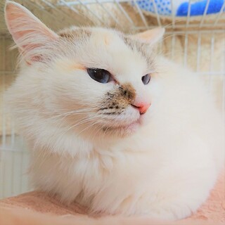 女神のように美しい長毛三毛さま