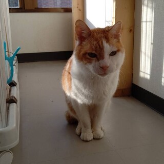 【保護猫】ふうた推定5歳♂茶白