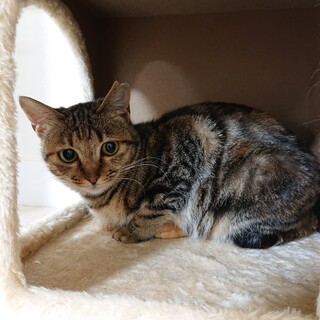 アメリカンショートミックス・女の仔猫