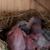 みんな孵化