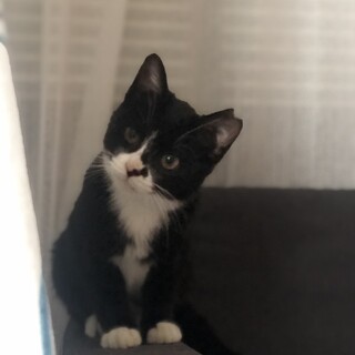 ☆人慣れ要素大!!　コロコロ黒白おチビさん♪☆