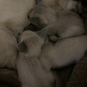 シャム猫ブルーポイント、雄雌