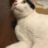 【トライアル決定】甘えっこの三毛猫ウニちゃん サムネイル4