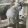 【トライアル決定】甘えっこの三毛猫ウニちゃん サムネイル5