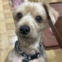 里親になって頂ける方を募集