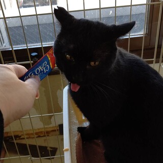 【保護猫】くろすけ推定２～３歳♂黒猫