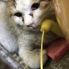 どこに居たの？全身ススだらけの子 サムネイル2