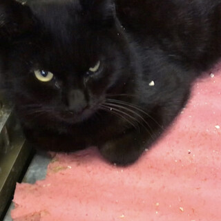 センターにて譲渡済み、大人しく黙って俯く黒猫