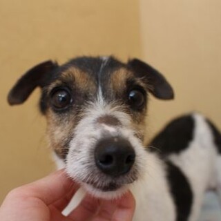 くるみちゃん　推定6才